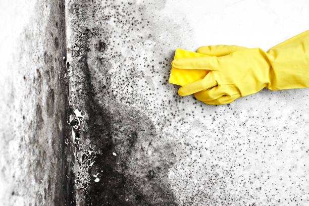 Why You Should Choose Our Mold Remediation Services in Bray, OK